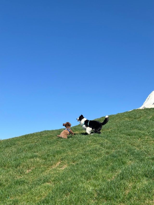 帶狗玩|北京周邊|驚現小冰島+富士山