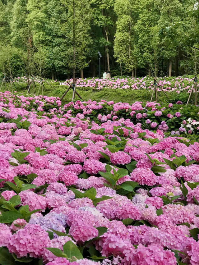 💗上海最驚艷的繡球花海！唔可以再錯過
