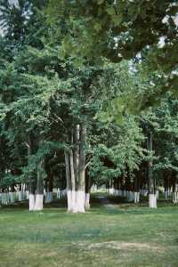 臨沂周邊週末遊：春夏嘅生生園靜謐生機