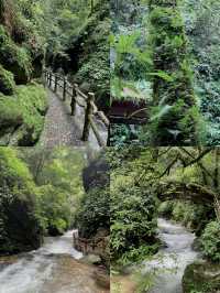 闖入迷霧結界！哀牢山，解鎖異世界生存法則