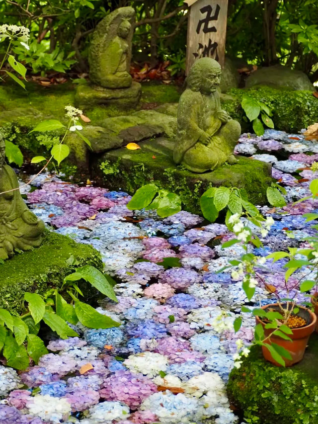 無盡夏嘅日本，闖入藍紫繡球花海秘境！