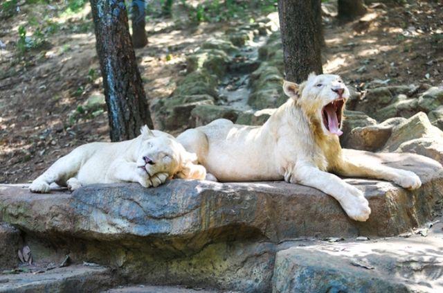 武漢野生動物園王國