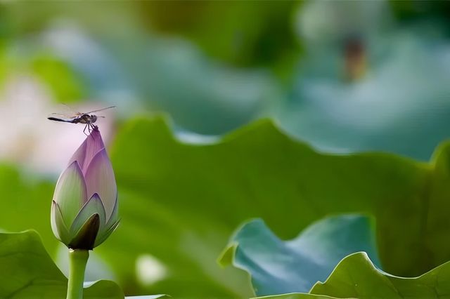 普洱夏日賞荷聖地，「荷」你浪漫相約！