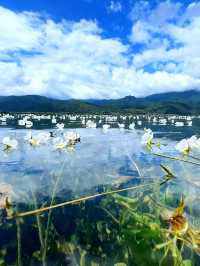 瀘沽湖實況｜本地人私藏嘅莫奈花園