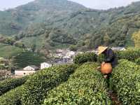 浙江|杭州 龍井村 旅遊攻略