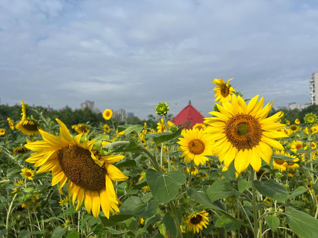 成都這片向日葵花海 直接把我美到語塞🌻