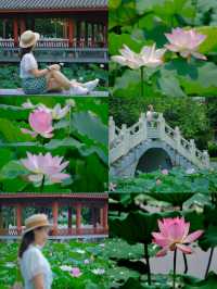🪷 廣州夏日限定｜螺湧公園荷花拍照全攻略