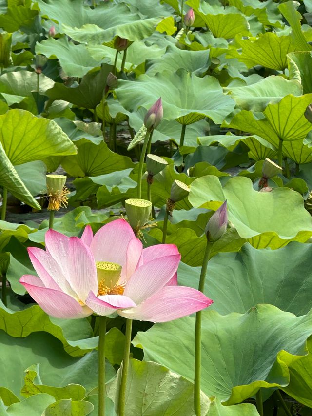 現實版山水田園詩‖荷香靜謐 登高望遠～
