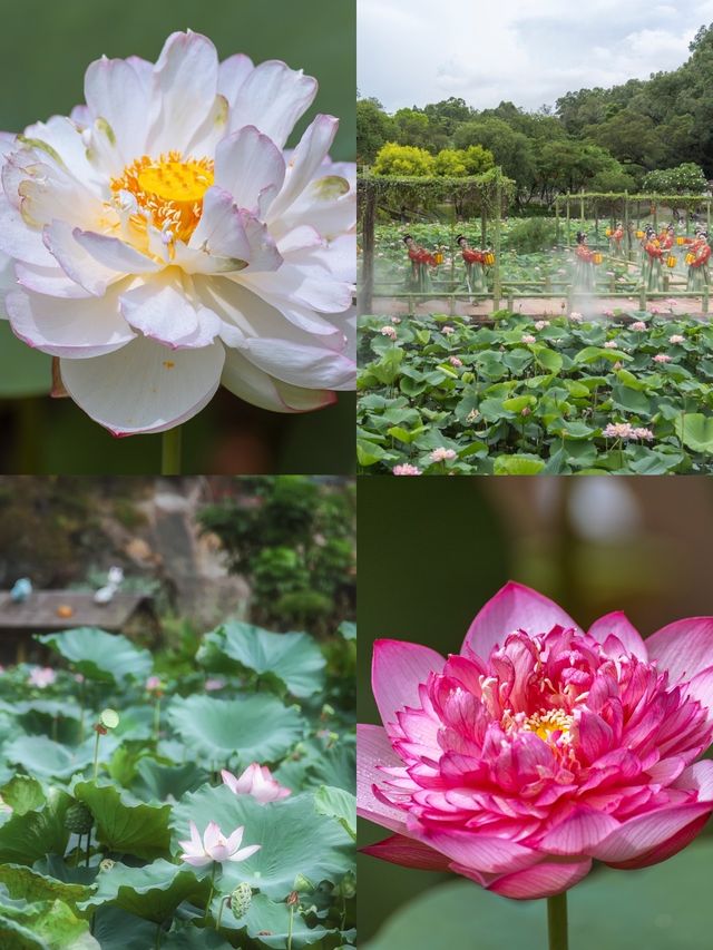 廣州番禺蓮花山，避暑勝地！！