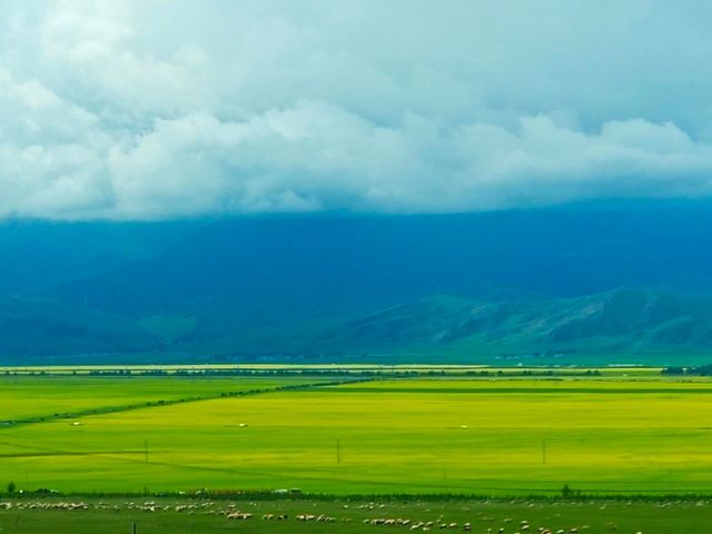 油菜花嘅金黃同青山藍天白雲相映成趣~~門源油菜花海