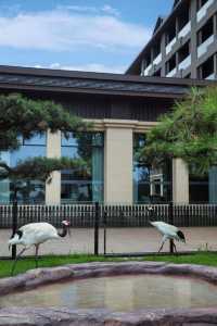 與長頸鹿共進早餐，安吉版肯尼亞終於來臨