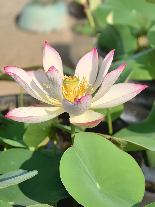荷花花期已到，各種品種蓮荷花逐漸盛開！