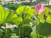 心歸荷處-頤和園西堤