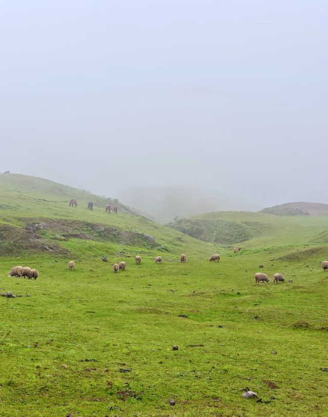 19℃的雲端秘境！六盤水4天3晚深度遊：草原佛光、火把狂歡、峽谷奇觀全收錄！ 北緯26°的天然