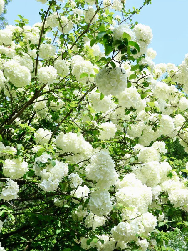 成都植物園｜城市綠洲的繡球花時光