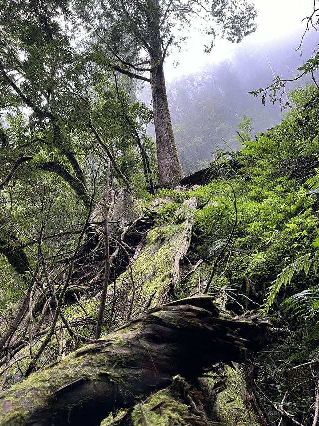 Reconnect with Nature in the misty forest🧚🏼🌿✨