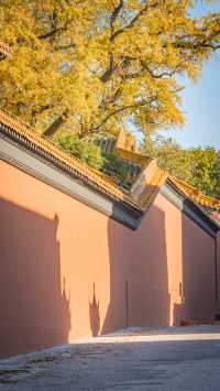 別錯過南京的秋天,這個城市太懂浪漫了