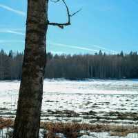 🌲 Helsinki Forests in Winter – Endless Walks in Silent Snow