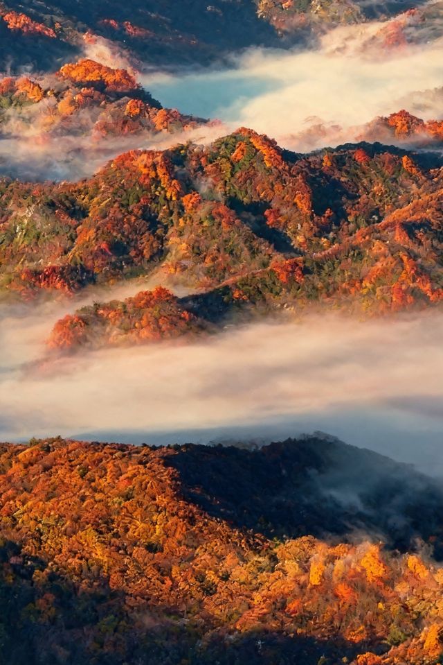 救命光霧山的秋天真的美哭我了
