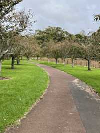 🌳 Cornwall Park: Auckland's Green Heart Where City Meets Serenity!  Escape into 425 acres of rollin