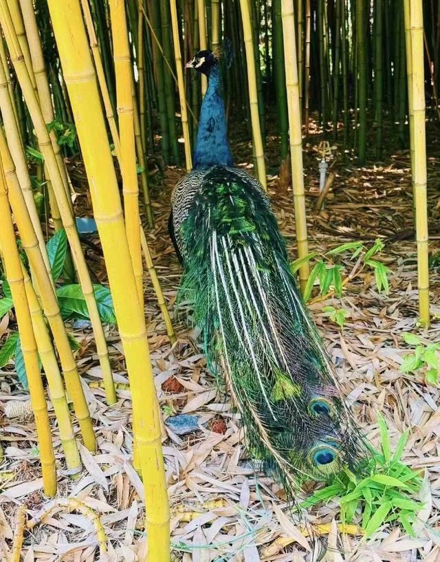 南詔風情島-洱海中的千年夢章