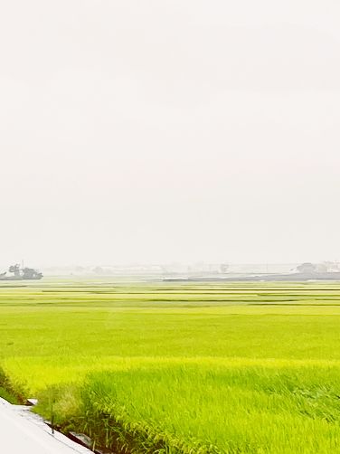 🌾 Brown Avenue: Where Golden Rice Fields Meet Infinite Skies! 🌤️