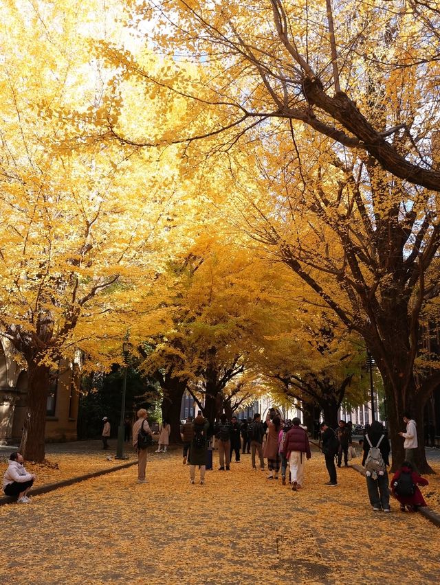 東京大學銀杏季倒數計時 這裡美到忘記呼吸！