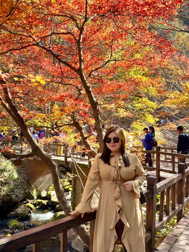 東北賞楓天花板！遼寧本溪楓葉季攻略