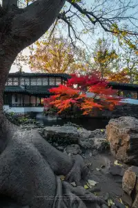 接下來的蘇州將是封神級別的秋景