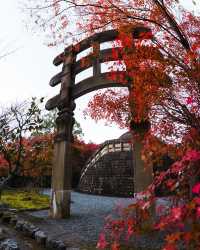 日本賞楓季全攻略一鍵get絕美紅葉觀賞期!