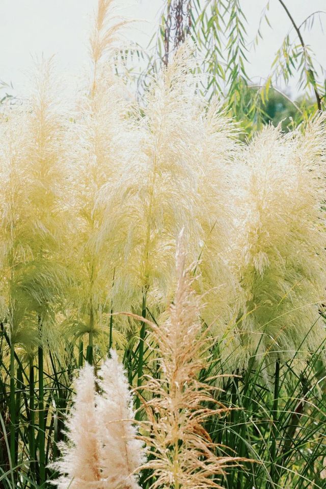 秋風拂過,花穗順勢而起,盡情起舞 秋風拂過,花穗順勢而起,盡情起舞