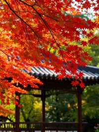 崆峒山賞秋攻略|墜入紅葉仙境的最佳打開方式