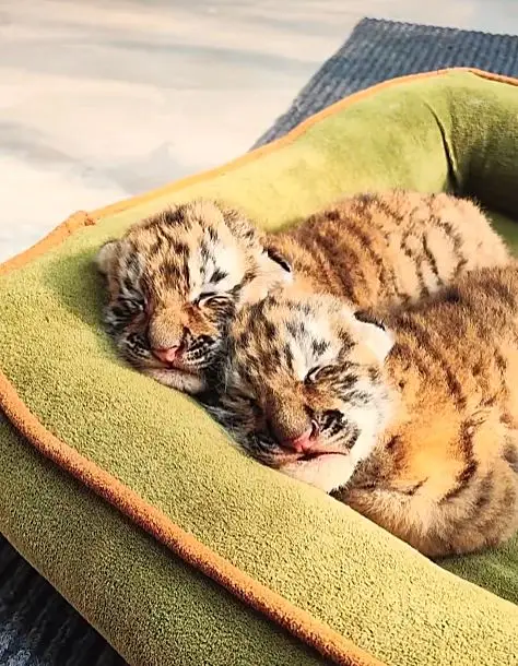 Dalian Zoo's baby Amur tigers are now online