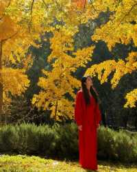 四得公園銀杏機位實拍|低角度這樣拍美炸了!