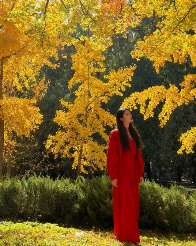 四得公園銀杏機位實拍|低角度這樣拍美炸了! 四得公園銀杏機位實拍|低角度這樣拍美炸了!