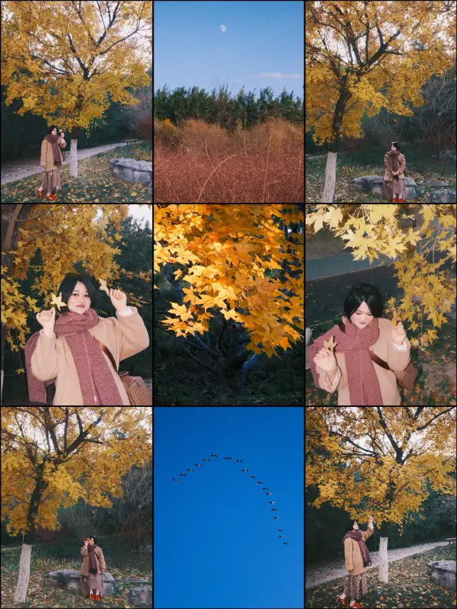 富士直出｜抓住奧森裡的秋日落葉