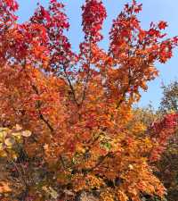 濟南賞秋之紅葉谷