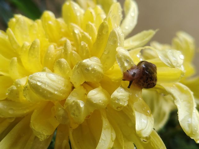 廣生泉菊展賞花攻略錯過等一年
