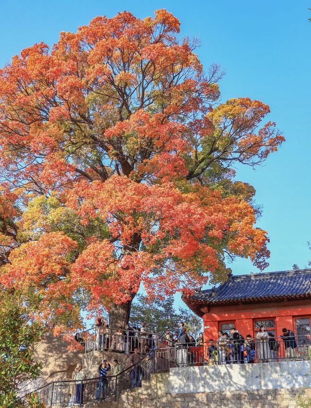 帶父母崂山賞秋輕鬆攻略：慢品山海秋韻