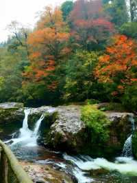 不用塞川西！成都3h直達的油畫彩林秘境