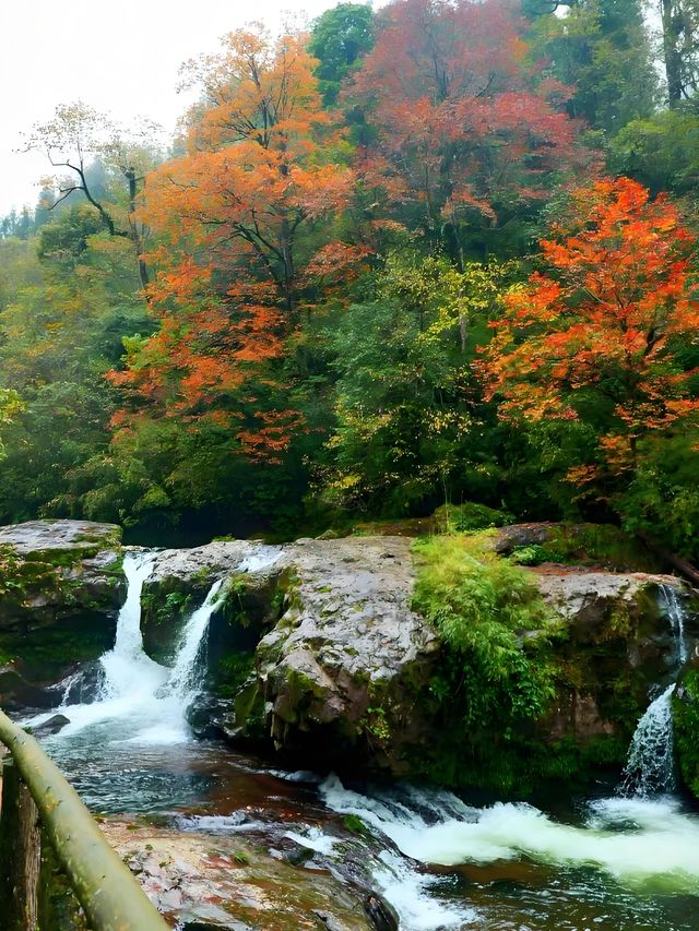 不用塞川西！成都3h直達的油畫彩林秘境
