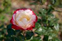 深秋「好色」去上海植物園