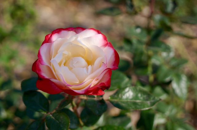 深秋「好色」去上海植物園 深秋「好色」去上海植物園