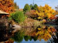 銀杏菊韻寶藏拍攝地