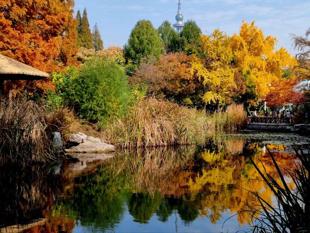 銀杏菊韻寶藏拍攝地 銀杏菊韻寶藏拍攝地