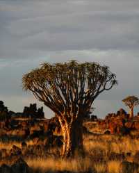 納米比亞絕美箭袋樹公園｜自帶仙氣的拍照天堂