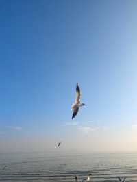 無錫鼋頭渚｜紅嘴鷗回歸季！這份觀鷗攻略請收好