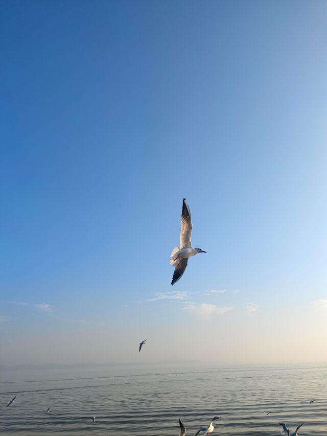 無錫鼋頭渚｜紅嘴鷗回歸季！這份觀鷗攻略請收好