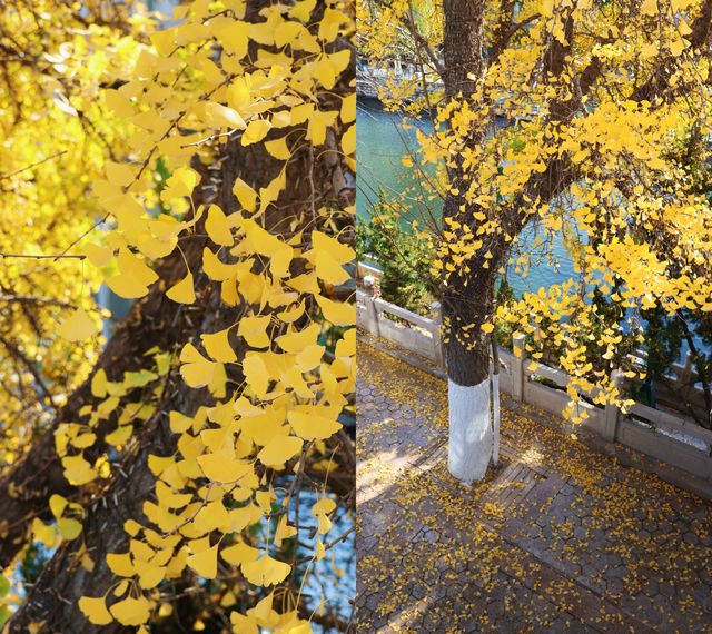 濟南初冬漫步指南｜11月專屬City Walk路線