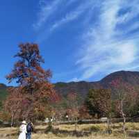 初冬江浙滬徒步指南丨金秋限定美景打卡地全公開！